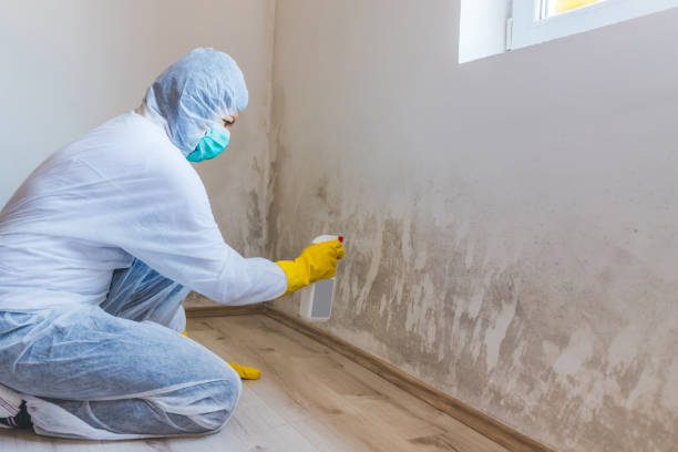 Licensed Mold Removal service in Joint Base Mdl, NJ - WQB Mold Removal